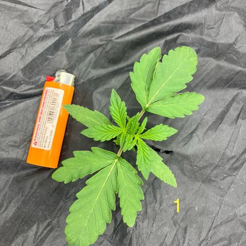 Purple Kush x Double Grape growlog timeline photo