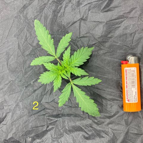Purple Kush x Double Grape growlog timeline photo