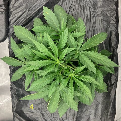 Purple Kush x Double Grape growlog timeline photo