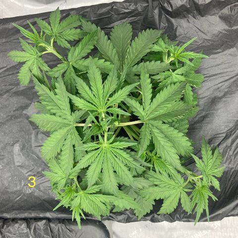 Purple Kush x Double Grape growlog timeline photo