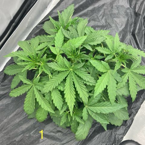 Purple Kush x Double Grape growlog timeline photo