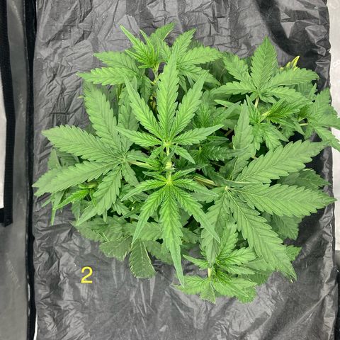 Purple Kush x Double Grape growlog timeline photo