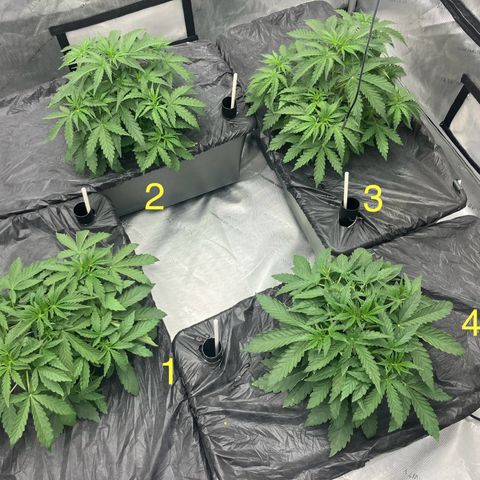 Purple Kush x Double Grape growlog photo: First bottom water.