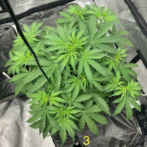 Purple Kush x Double Grape growlog timeline photo
