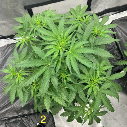 Purple Kush x Double Grape growlog timeline photo