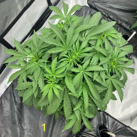Purple Kush x Double Grape growlog timeline photo