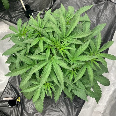 Purple Kush x Double Grape growlog timeline photo