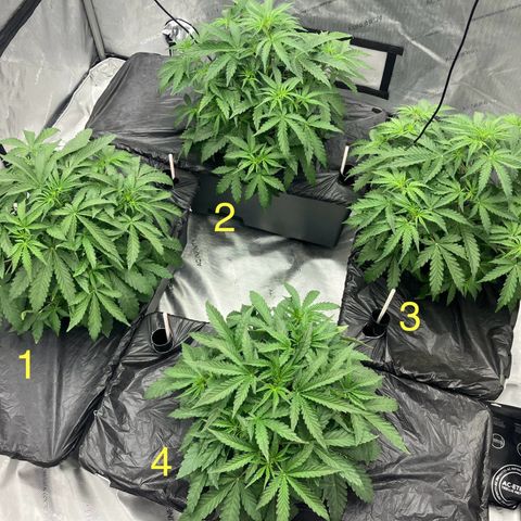 Purple Kush x Double Grape growlog timeline photo