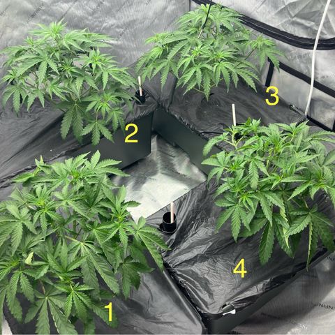 Purple Kush x Double Grape growlog timeline photo