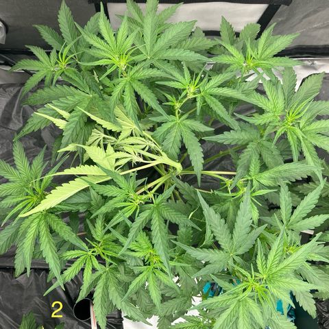 Purple Kush x Double Grape growlog timeline photo