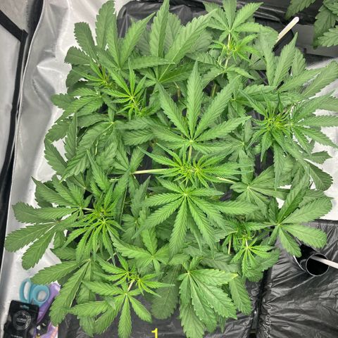 Purple Kush x Double Grape growlog timeline photo