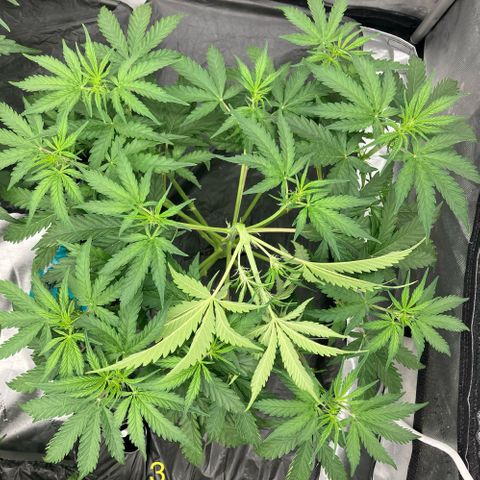 Purple Kush x Double Grape growlog timeline photo