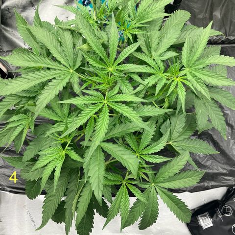Purple Kush x Double Grape growlog timeline photo