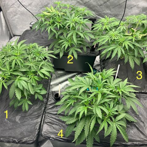 Purple Kush x Double Grape growlog timeline photo