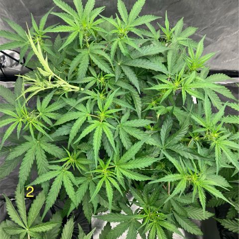 Purple Kush x Double Grape growlog timeline photo