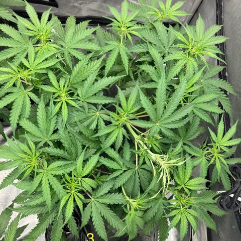 Purple Kush x Double Grape growlog timeline photo