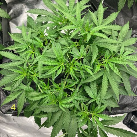 Purple Kush x Double Grape growlog timeline photo