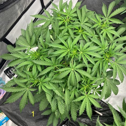Purple Kush x Double Grape growlog timeline photo