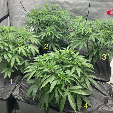 Purple Kush x Double Grape growlog timeline photo