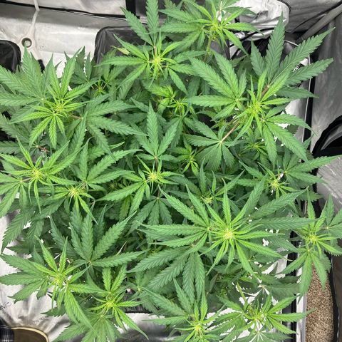 Purple Kush x Double Grape growlog timeline photo