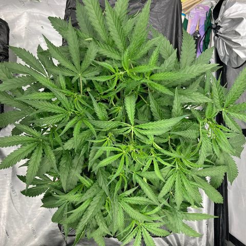 Purple Kush x Double Grape growlog timeline photo
