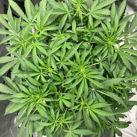 Purple Kush x Double Grape growlog timeline photo