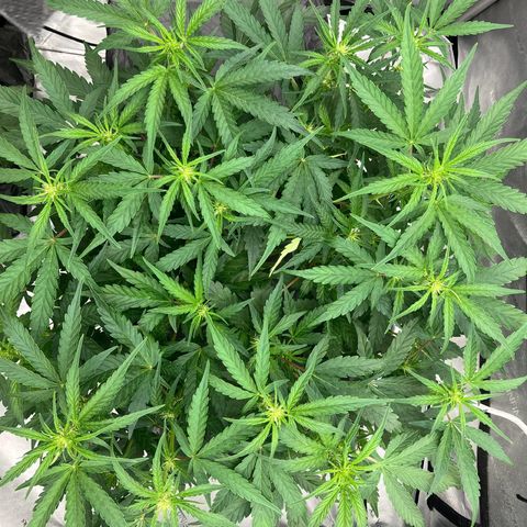 Purple Kush x Double Grape growlog timeline photo