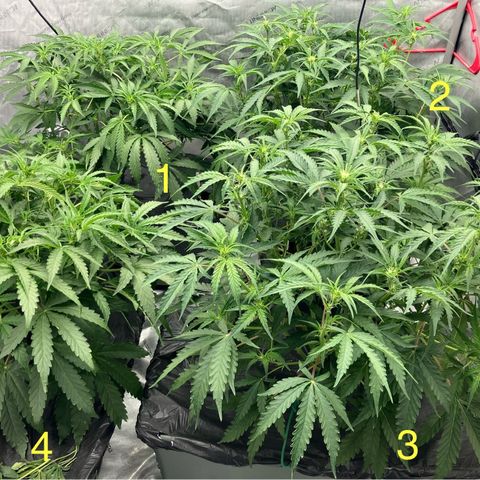 Purple Kush x Double Grape growlog timeline photo