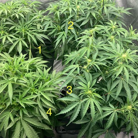 Purple Kush x Double Grape growlog timeline photo