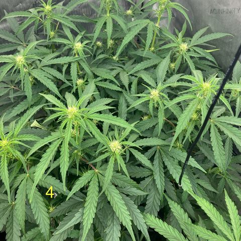 Purple Kush x Double Grape growlog timeline photo