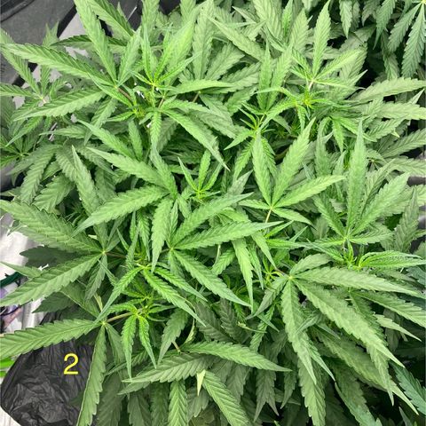 Purple Kush x Double Grape growlog timeline photo
