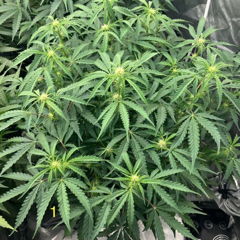 Purple Kush x Double Grape growlog timeline photo