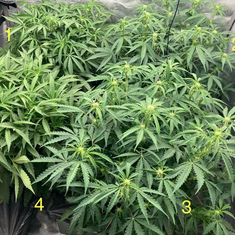 Purple Kush x Double Grape growlog timeline photo
