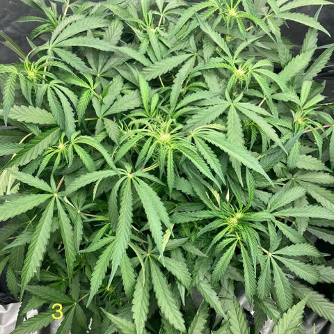 Purple Kush x Double Grape growlog timeline photo