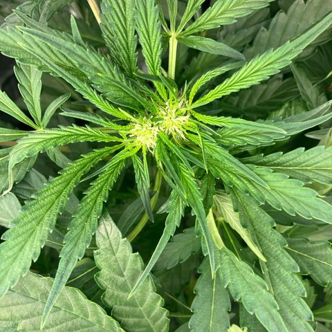 Purple Kush x Double Grape growlog photo: Either fasciation or polyploid, but pretty sure fasciation. This is on plant #1, same branch that has the 4 finger leaf. *Note six fingered leaf in picture. No other flower sites show this.