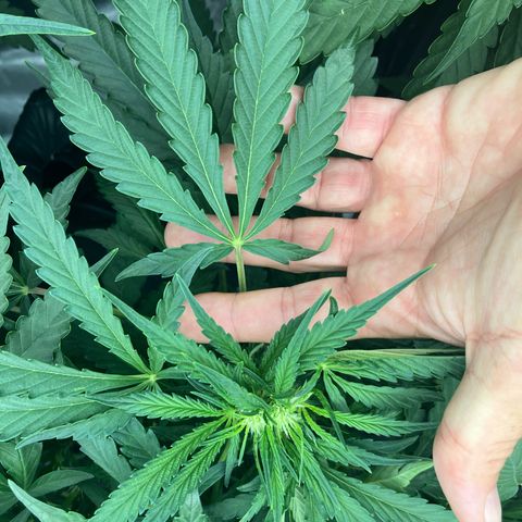 Purple Kush x Double Grape growlog photo: Either fasciation or polyploid, but pretty sure fasciation. This is on plant #1, same branch that has the 4 finger leaf. *Note six fingered leaf in picture. No other flower sites show this.
