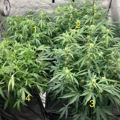 Purple Kush x Double Grape growlog photo: After cleaning lowers and defoliation.