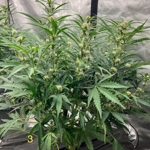 Purple Kush x Double Grape growlog timeline photo