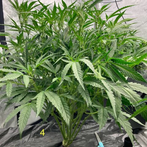 Purple Kush x Double Grape growlog timeline photo