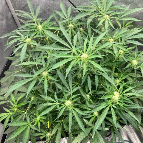 Purple Kush x Double Grape growlog timeline photo