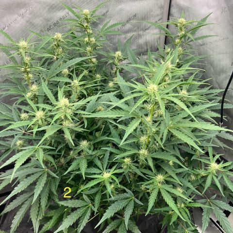 Purple Kush x Double Grape growlog timeline photo