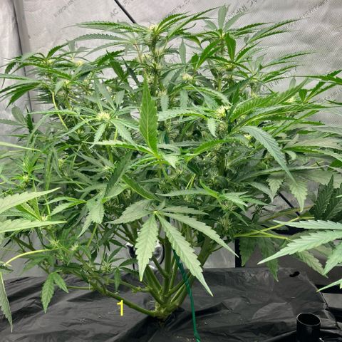Purple Kush x Double Grape growlog timeline photo