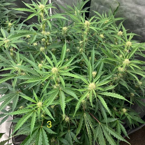 Purple Kush x Double Grape growlog timeline photo