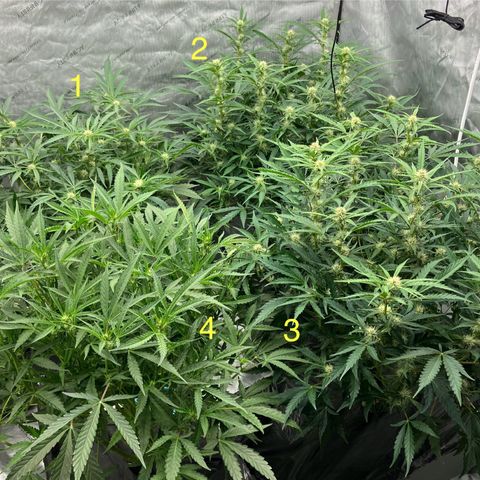 Purple Kush x Double Grape growlog timeline photo