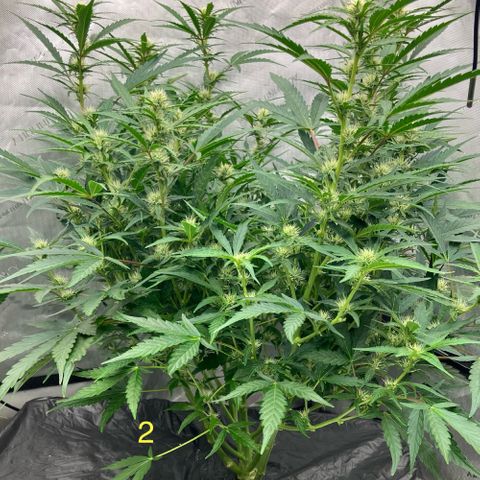 Purple Kush x Double Grape growlog timeline photo