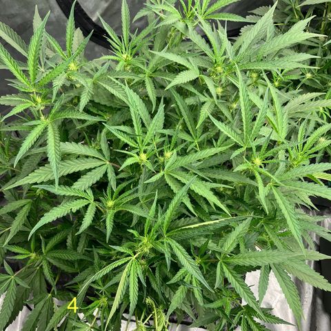 Purple Kush x Double Grape growlog timeline photo