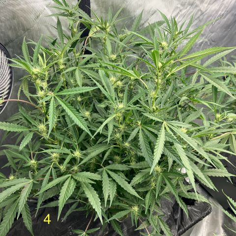 Purple Kush x Double Grape growlog timeline photo