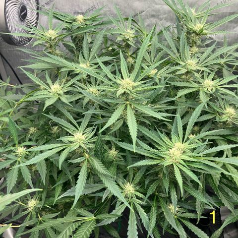 Purple Kush x Double Grape growlog timeline photo