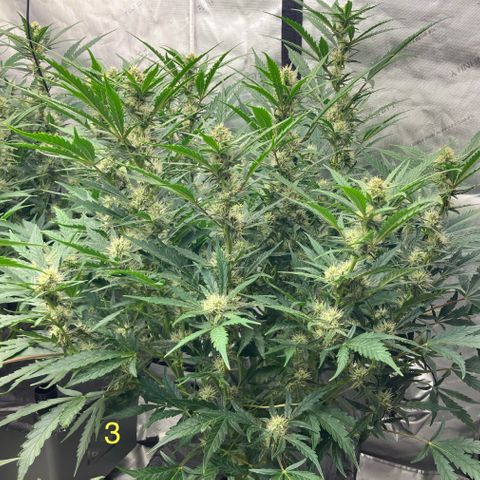 Purple Kush x Double Grape growlog timeline photo