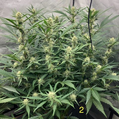 Purple Kush x Double Grape growlog timeline photo